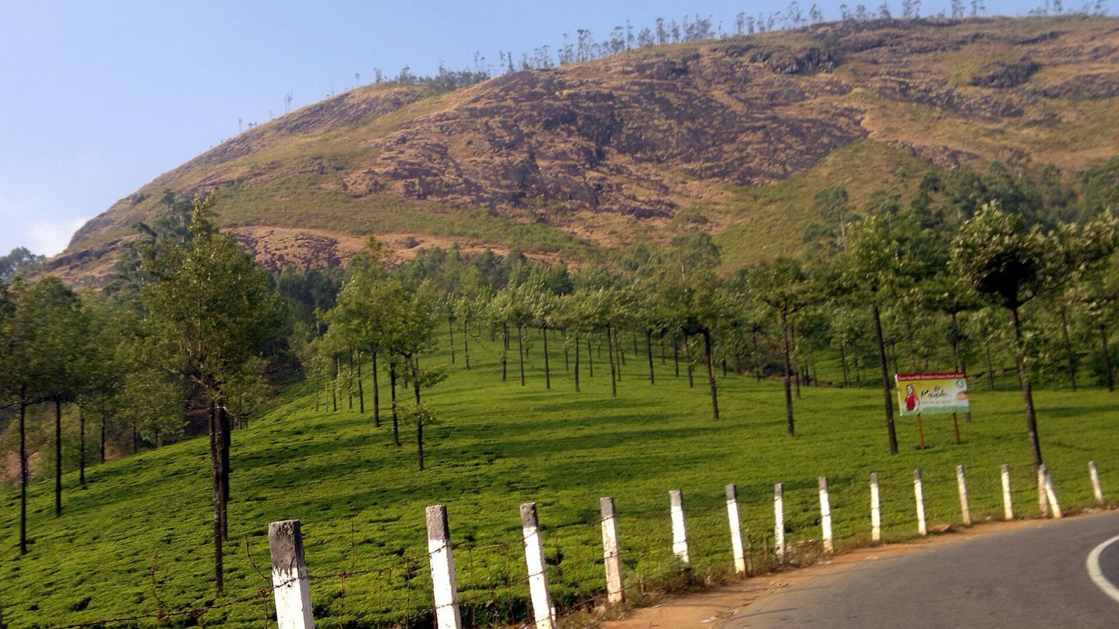 Tea plantations along the road to Munnar